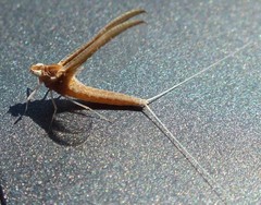 Callibaetis montanus