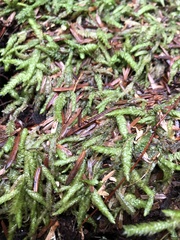 Plagiothecium undulatum