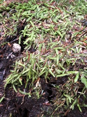 Plagiothecium undulatum