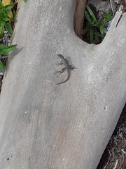 Sceloporus cozumelae