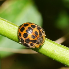 Henosepilachna vigintisexpunctata