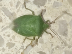 Loxa viridis