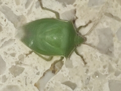 Loxa viridis