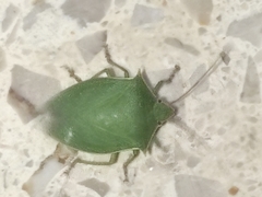 Loxa viridis