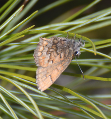 Callophrys niphon