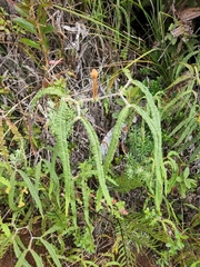 Dicranopteris