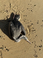 Phalacrocorax punctatus