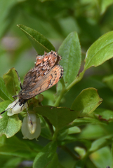 Callophrys eryphon