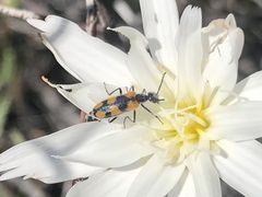 Eupompha elegans