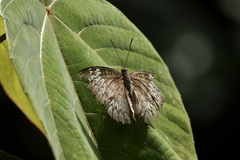 Euthalia monina