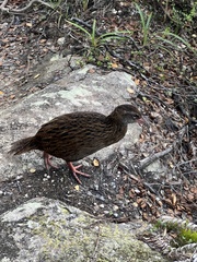 Gallirallus australis