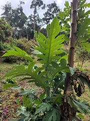 Bocconia frutescens