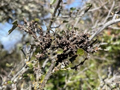 Cystotheca lanestris