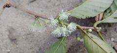 Davilla