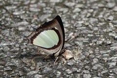 Polyura jalysus