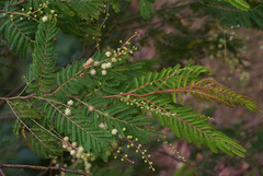Acacia chrysotricha