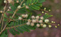 Acacia chrysotricha