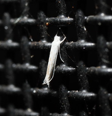 Roeslerstammiidae