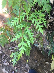 Pteris macilenta
