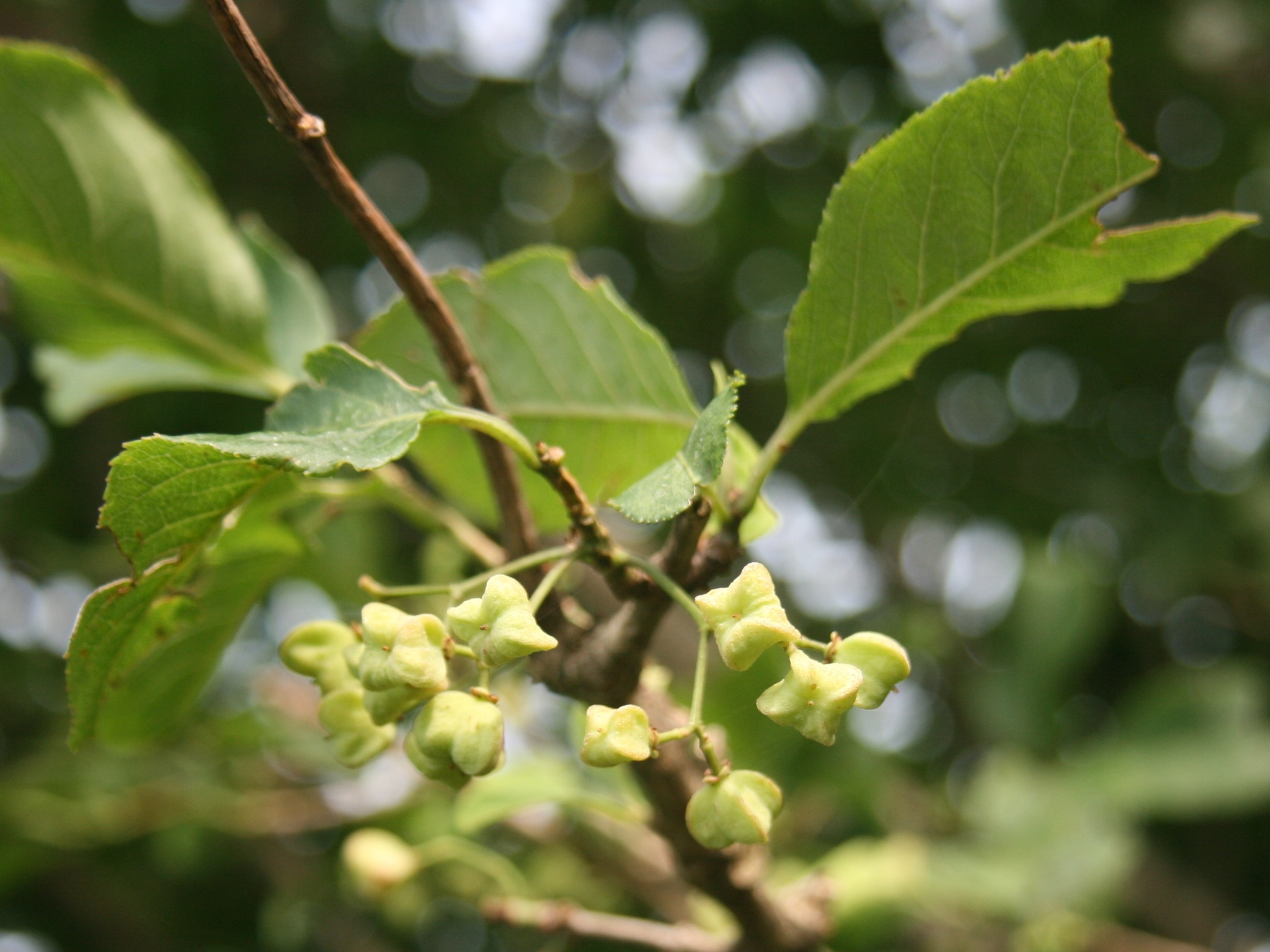 Euonymus hamiltonianus
