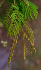 Acacia chrysotricha