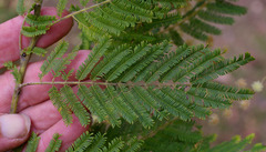 Acacia chrysotricha
