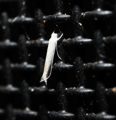 Roeslerstammiidae