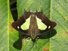 Polyura bharata