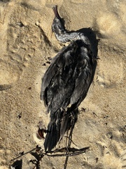 Phalacrocorax punctatus