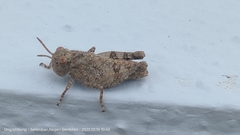 Trilophidia annulata