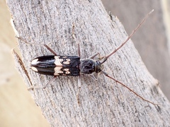 Phoracantha semipunctata