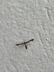 Michaelophorus indentatus