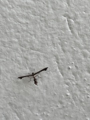 Michaelophorus indentatus