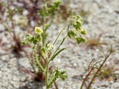 Emmenanthe penduliflora