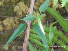 Tripterospermum luzonense