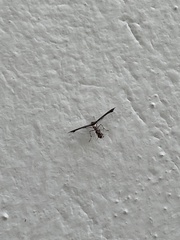 Michaelophorus indentatus