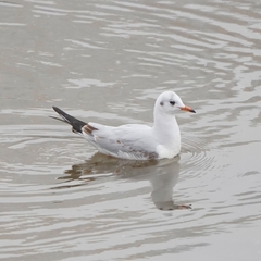 Chroicocephalus ridibundus