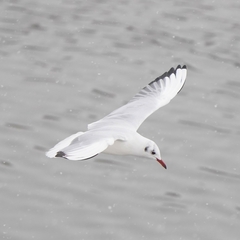 Chroicocephalus ridibundus