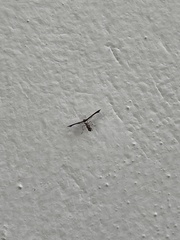 Michaelophorus indentatus