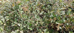Davilla