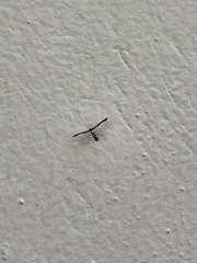 Michaelophorus indentatus