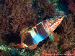 Serranus