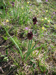Allium atrosanguineum