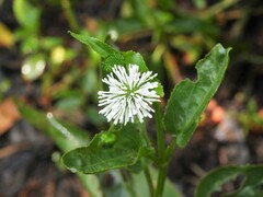 Gymnocoronis spilanthoides