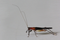 Homoeoxipha lycoides