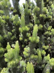 Stenanthera pinifolia