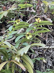Hypericum calycinum