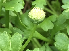 Centipeda minima minima