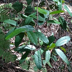 Anodendron benthamianum
