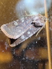 Cerastis tenebrifera